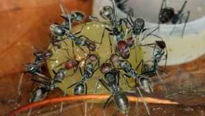 Past pro mravenci nejlepší typy pastí pasti to udělat sami